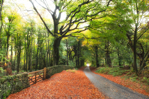 Autumnal Lane - Print